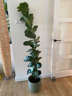 Grote Ficus Lyrata- Viool-of tabaksplant 175cm exclusief pot, Ophalen, Ficus, Halfschaduw, 150 tot 200 cm