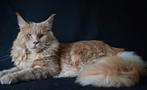 Maine coon dekkater, Dieren en Toebehoren, 0 tot 2 jaar