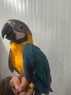 Blauwgele Ara, Geslacht onbekend, Papegaai, Tam