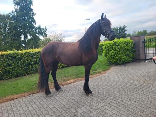 Friese merrie, Dieren en Toebehoren, Paarden, Merrie, Zadelmak, 165 tot 170 cm, 3 tot 6 jaar, Recreatiepaard, Gechipt, Ontwormd