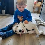 Quincy zoekt een baasje, Dieren en Toebehoren, Honden | Niet-rashonden, Rabiës (hondsdolheid), Handelaar, 1 tot 2 jaar, Buitenland