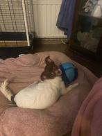Chihuahua x toy poedel puppy Bibbi zoekt nieuw huisje, Dieren en Toebehoren, Honden | Chihuahua's en Gezelschapshonden, 15 weken tot 1 jaar