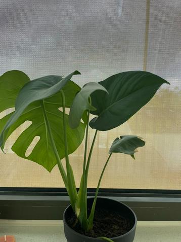 Monstera plant beschikbaar voor biedingen