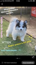Pomsky mini F2 pups familie*  zie beelden, 15 weken tot 1 jaar, Overige rassen, CDV (hondenziekte), Geslacht onbekend