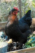 Maranas kip, Dieren en Toebehoren, Pluimvee, Vrouwelijk, Kip