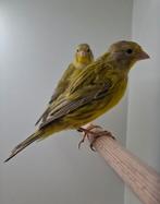 Agaat gele kanaries, Dieren en Toebehoren, Vogels | Kanaries, Meerdere dieren, Kleurkanarie