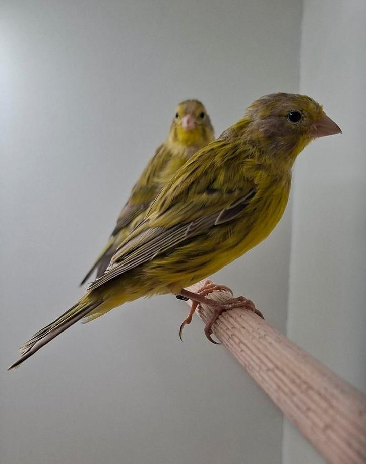 Agaat gele kanaries, Dieren en Toebehoren, Vogels | Kanaries, Kleurkanarie, Meerdere dieren