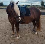 GEZOCHT - Ervaren bijrijder voor paard