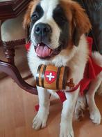 Sint Bernard Reu., Dieren en Toebehoren, België, Particulier, Rabiës (hondsdolheid), Eén hond
