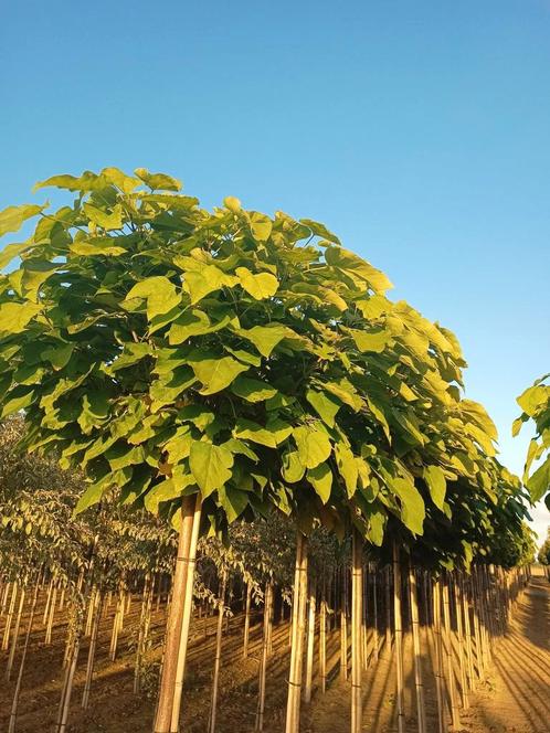 Bol Trompetboom | Bolcatalpa | Catalpa, Tuin en Terras, Planten | Bomen, Bolboom, 100 tot 250 cm, Halfschaduw, Bloeit niet, In pot