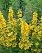 Puntwederik, Vaste plant, Halfschaduw, Zomer, Ophalen