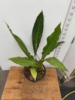 Anthurium Big Bill Vers van de kwekerij, Overige soorten, In pot, Minder dan 100 cm, Groene kamerplant