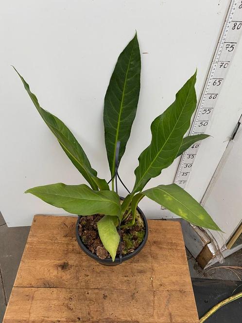 Anthurium Big Bill Vers van de kwekerij, Huis en Inrichting, Kamerplanten, Overige soorten, Minder dan 100 cm, Groene kamerplant