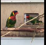 1-0 ornaatlori 2019, Dieren en Toebehoren, Vrouwelijk, Papegaai, Geringd