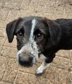 Leuke mix pups uit Griekenland, Dieren en Toebehoren, Honden | Niet-rashonden, Particulier, Rabiës (hondsdolheid), 15 weken tot 1 jaar