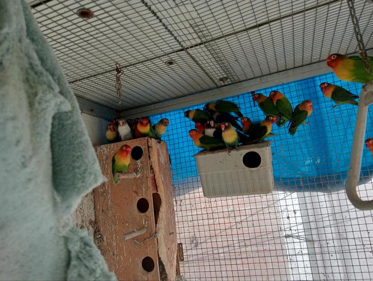 Mooi kweek groep personatas-fichries te koop(( +/_ 45 stuk)), Dieren en Toebehoren, Vogels | Parkieten en Papegaaien, Dwergpapegaai of Agapornis