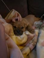 Prachtig pups nog 5 beschikbaar, Parvo, 15 weken tot 1 jaar, Teef, Bulldog
