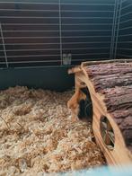 2 cavia broertjes te koop, Dieren en Toebehoren, Knaagdieren, Mannelijk, Cavia, Voor 1 juli 2024