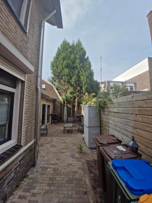 Gezocht! Iemand die bomen weghaalt, Tuin en Terras, Planten | Bomen, Overige soorten, Volle zon, Ophalen of Verzenden