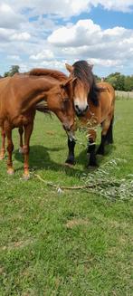 Weide gang voor ruin in westbroek ( utr)