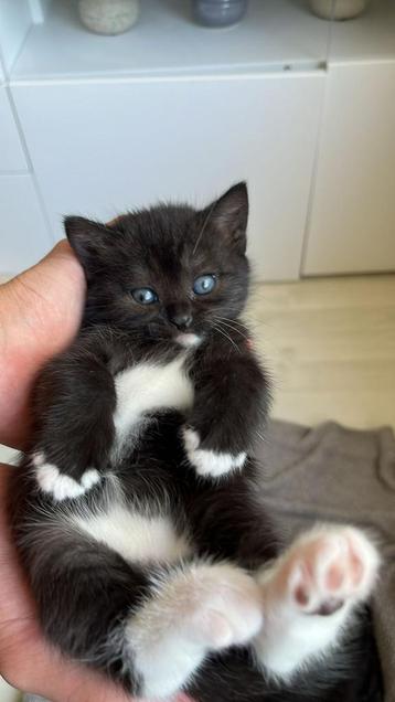 Superschattige zwarte kittens raskat. beschikbaar voor biedingen