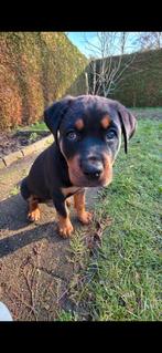 Max 13 weken oude rottweiler puppy, Ophalen, Zo goed als nieuw