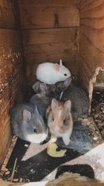 Lieve konijntjes te koop, Meerdere dieren