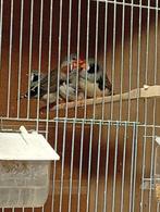 Zebra vinken 12 stuks man/pop, Dieren en Toebehoren, Vogels | Overige Vogels, Meerdere dieren