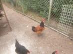 3 legkippen 1haan half jaar oud, Dieren en Toebehoren, Pluimvee, Vrouwelijk, Kip