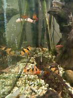 clown botias, Dieren en Toebehoren, Vissen | Aquariumvissen, Vis, Zoetwatervis, Schoolvis