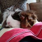 2 zeugjes moet Samen blijven, Dieren en Toebehoren, Knaagdieren, Vrouwelijk, Cavia, Na 1 juli 2024