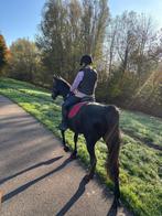 Verzorger gezocht voor 17jarige draver omgeving overschie, Dieren en Toebehoren, Paarden, Merrie, Recreatiepaard, 0 tot 2 jaar