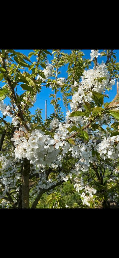 Nergens zo goedkoop, Tuin en Terras, Planten | Bomen, Overige soorten, Volle zon, Ophalen