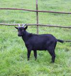 Mooie dwergbok te huur, Dieren en Toebehoren, Schapen, Geiten en Varkens, Mannelijk, Geit