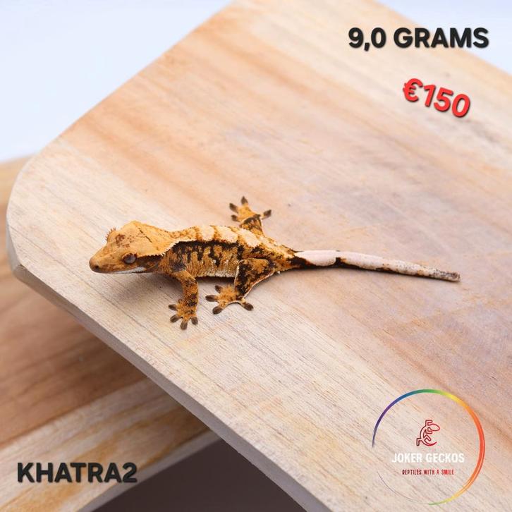 Wimpergekko Correlophus ciliatus JOKERGECKOS