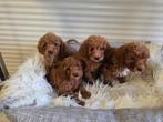 Nog 2 Toy poedel pups, Dieren en Toebehoren, Honden | Chihuahua's en Gezelschapshonden, Poedel, CDV (hondenziekte), 8 tot 15 weken