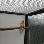 Te koop golden opaline rosella, Dieren en Toebehoren, Meerdere dieren, Parkiet, Geringd