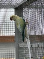 Halsbandparkieten, Dieren en Toebehoren, Vogels | Parkieten en Papegaaien, Meerdere dieren, Parkiet, Geringd