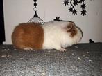 Beer us teddy roodbont, Februari, Mannelijk, Cavia