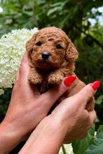 Toy poedel pup 🐕‍🦺❤️🐾 Dwerg poedel pup‍️, Dieren en Toebehoren, Poedel, CDV (hondenziekte), 8 tot 15 weken, Meerdere