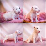 Miniature Bull Terrier FCI - Female, Bull Terriër, België, Rabiës (hondsdolheid), 8 tot 15 weken