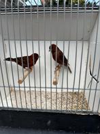 Rood agaat intensief/schimmel kanaries, Dieren en Toebehoren, Vogels | Kanaries, Meerdere dieren, Kleurkanarie