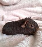 💙Jong US Teddy cavia beertje💙, Dieren en Toebehoren, Knaagdieren, December, Mannelijk, Cavia