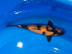prachtige hi utsuri 26 cm, Dieren en Toebehoren, Vissen | Vijvervissen, Karper of Koi