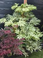 Fatsia Japonica spiders web, Tuin en Terras, Planten | Tuinplanten, Ophalen, Overige soorten, Halfschaduw