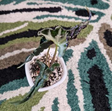 Alocasia Loco beschikbaar voor biedingen