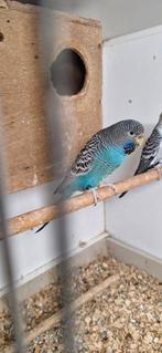 Blackface grasparkiet, Vrouwelijk, Parkiet, Geringd