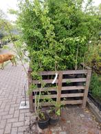 Meidoorn planten 150-175 cm, Ophalen, Overige soorten, 100 tot 250 cm
