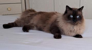 Ragdoll seal point mink dekkater met stamboom beschikbaar voor biedingen