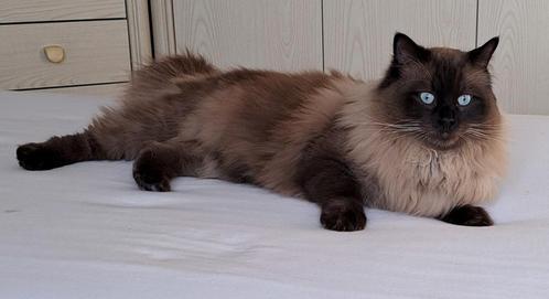 Ragdoll seal point mink dekkater met stamboom, Dieren en Toebehoren, Katten en Kittens | Dekkaters, 3 tot 5 jaar